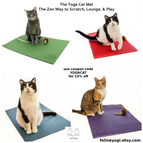 Cats on shop mats